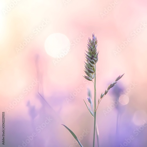 Single wheat stalk in pastel sunset.