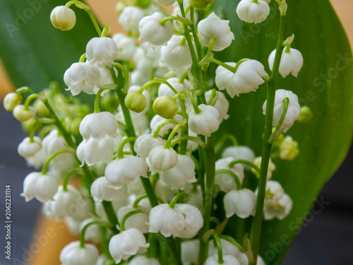 Close-Up of Fragrant Lily of the Valley Flowers. Blooming Convallaria Majalis in Natural Light
