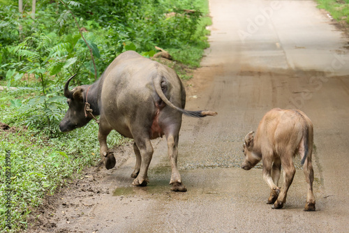 Bild auf Leinwand Buffalo calf walking rural road green nature animal countryside mammal peaceful