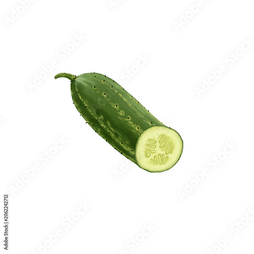 drawing half of green cucumber isolated at white background, hand drawn illustration