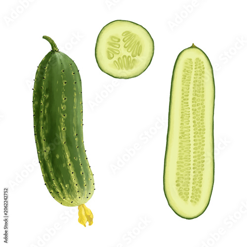 drawing parts and whole of green cucumber isolated at white background, hand drawn illustration