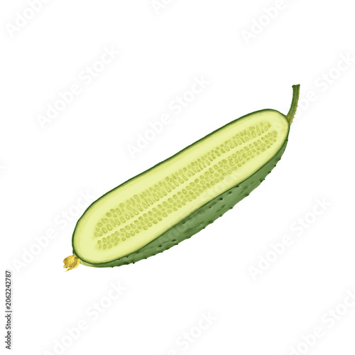 drawing half of green cucumber isolated at white background, hand drawn illustration