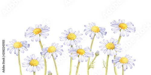 watercolor drawing flowers at white background, daisies, white chamomiles, wild flowering plants, hand drawn botanical illustration