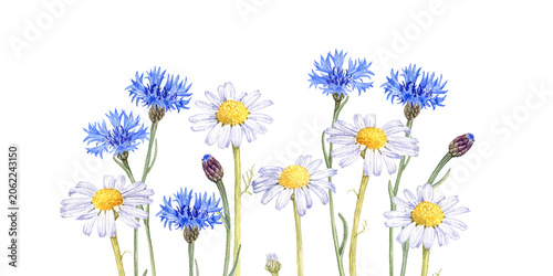 watercolor drawing flowers at white background, daisies and blue cornflowers, white chamomiles and bluets, wild flowering plants, hand drawn botanical illustration