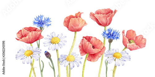 watercolor drawing flowers at white background, wild flowering plants, hand drawn botanical illustration