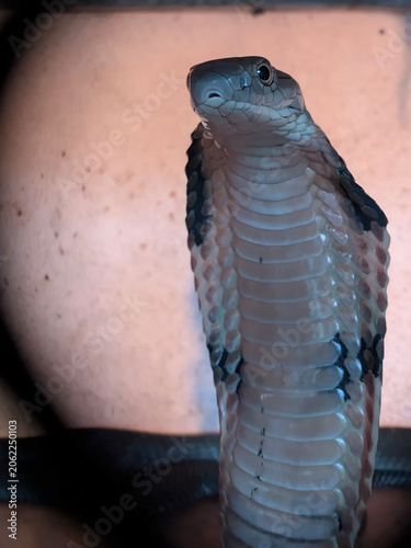 Close up of a majestic King Cobra (Ophiophagus bungarus) in a hooded defensive stance with sharp eye contact.
