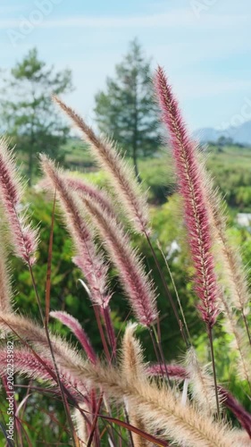 Tall Grass Field Under a Clear Blue Summer Sky