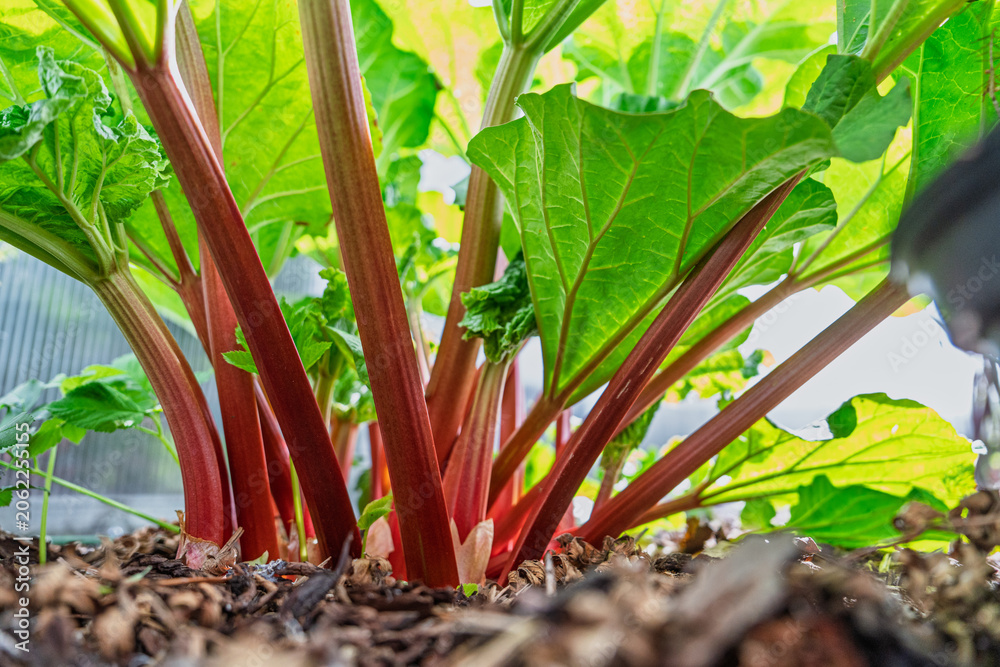 Fototapeta premium A low angle close up view of a healthy rhubarb plant growing in a home garden soil bed. The vibrant red stalks and large green leaves are captured during the spring season.