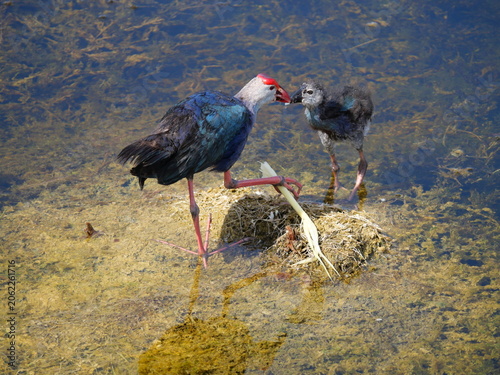 Bird is feeding chick, Parent of Purple Swamphen ( Porphyrio porphyrio ) eating shoot of aquatic plant on water in wetland, The blue waterbird has colorful beaks and red long legs in lake, Thailand