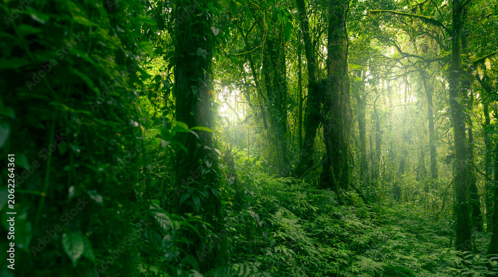Fototapeta premium Green tree forest with sunlight through green leaves. Natural carbon capture and carbon credit concept. Sustainable forest management. Trees absorb carbon dioxide. Natural carbon sink. Environment day