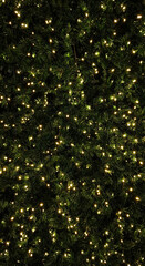 Close-up texture background of dark green Christmas tree branches with warm fairy lights