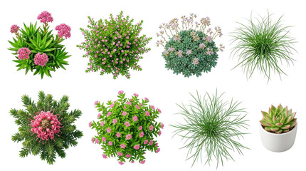 Top view collection of diverse garden plants and succulent flowers isolated on transparent background cutout.