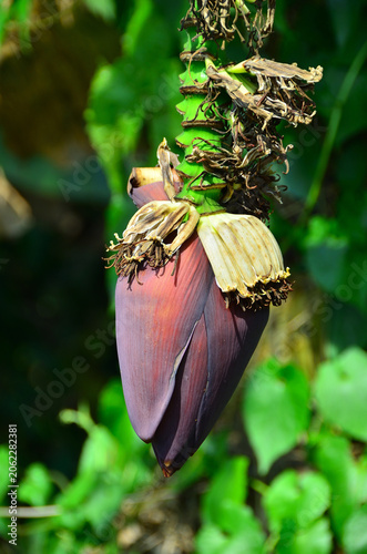 Banana Blossom Hanging on Banana Tree in Tropical Garden.