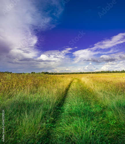 Golden path winds through lush green field