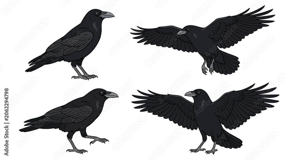 Obraz premium Black raven and crow bird vector illustrations in different poses
