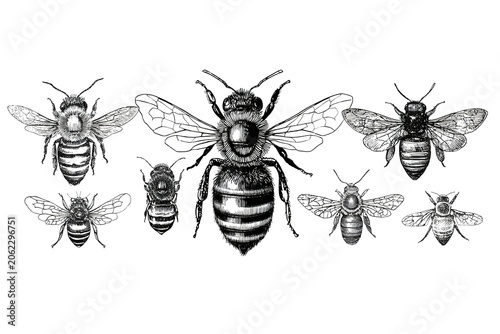 Intricate black and white honey bee illustrations with detailed wing patterns