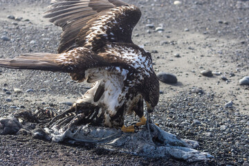 Young Bald Eagle Feeding on Sea Otter Carcass on Beach at Homer Spit, Alaska