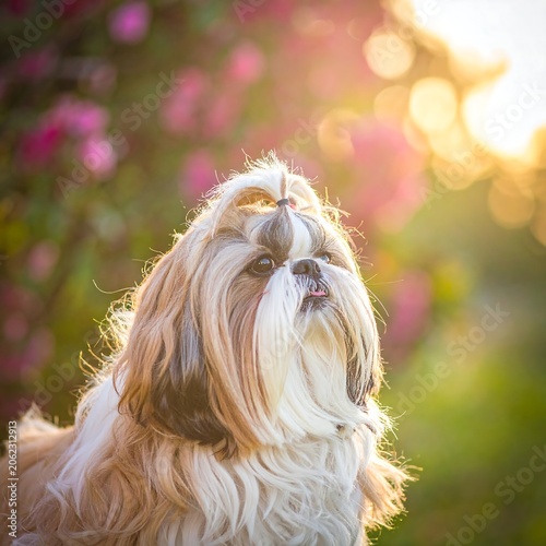 A serene dog with a topknot gazes upward, set against a softly focused floral backdrop