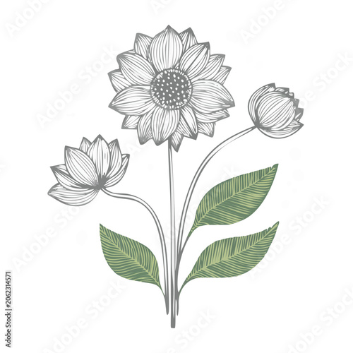 Sunflower and Bud Line Art Illustration