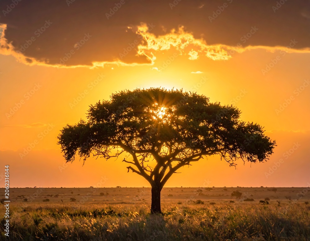 Fototapeta premium A serene savannah landscape featuring a majestic tree silhouetted against a vibrant orange sunrise
