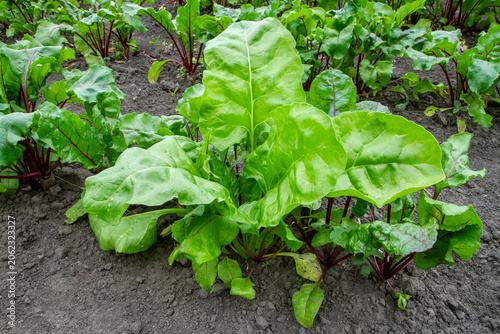 Natural beetroot with lush green leaves grows in the ground. Growing natural beetroot in a vegetable garden.