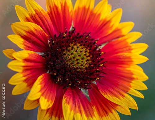 A vibrant flower with yellow petals and a dark red center