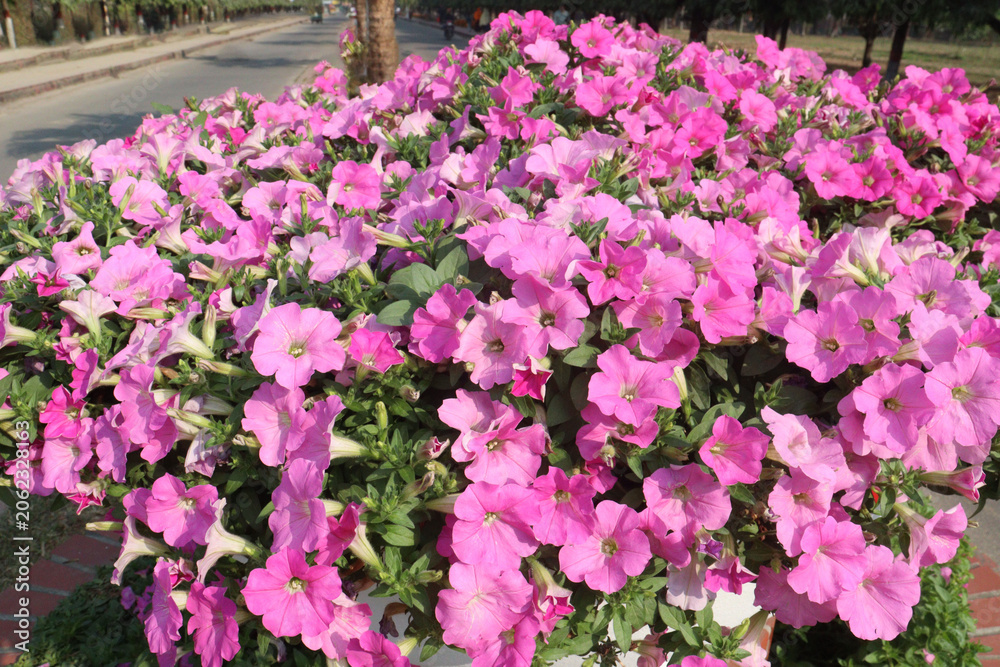 Obraz premium Petunia axillaris flower plant on pot in nursery