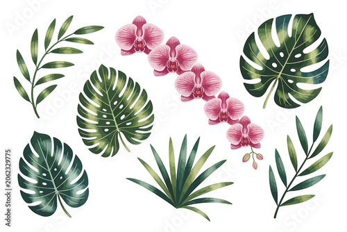 Tropical Leaves and Flowers Illustration on White Background