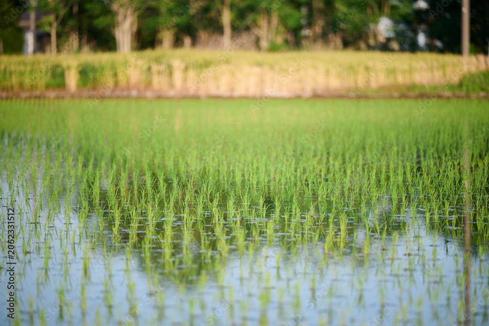 Fototapeta premium 水田が広がる日本の田園風景