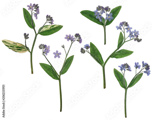 Digital herbarium, scrapbooking. Flowers, leaves of forget-me-not, isolated on white background. Set of pressed forget-me-not flowers and leaves. Herbarium. Digital floristics.