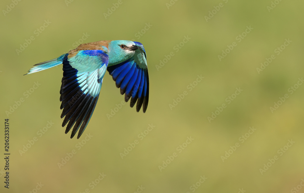 Obraz premium Roller bird close up ( coracias garrulus )