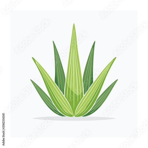 Green grass top view isolated