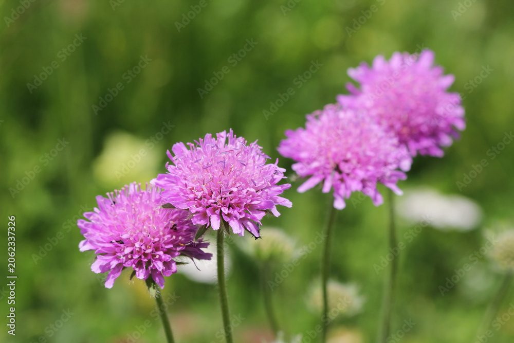 Fototapeta premium Alps flora: Pink mist (Scabiosa columbaria)