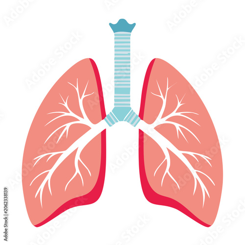 Red and blue lungs icon flat design