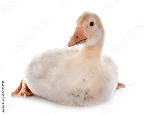 Obraz na płótnie gosling