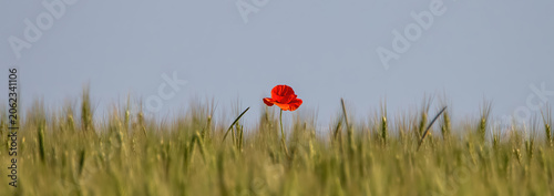 A lone poppy in the wheat