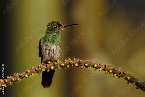 a little hummingbird on a branch
