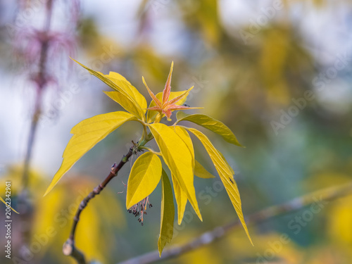 Acer negundo, Box elder, boxelder, ash-leaved and maple ash, Manitoba, elf, ashleaf maple male inflorescences and flowers on branch outdoor.