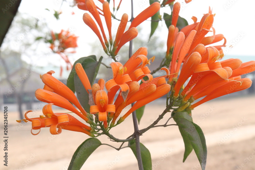 Obraz premium Pyrostegia venusta, flame vine or orange trumpet vine flower plant