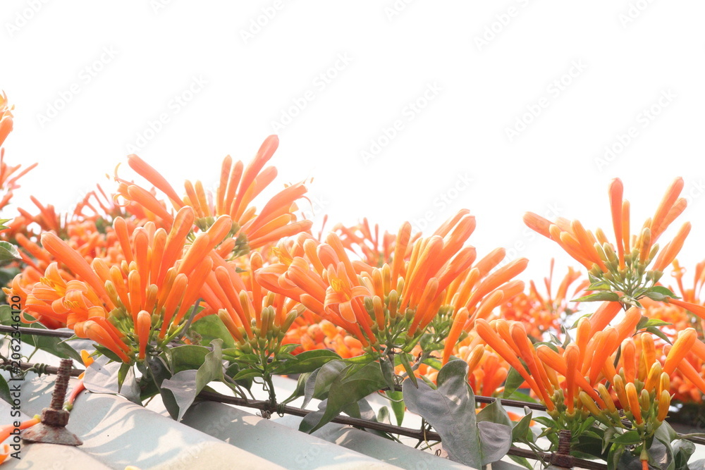 Obraz premium Pyrostegia venusta, flame vine or orange trumpet vine flower plant