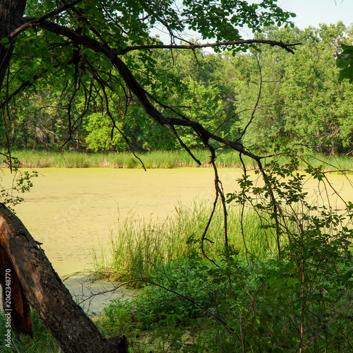A forest swamp overgrown with duckweed