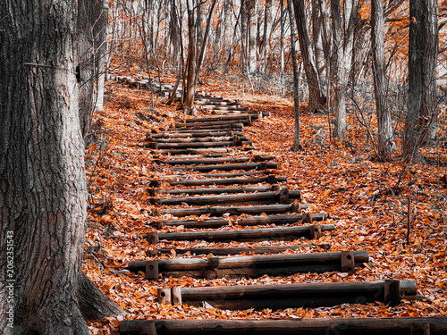 Wooden steps through autumn forest, concept of journey and progress
