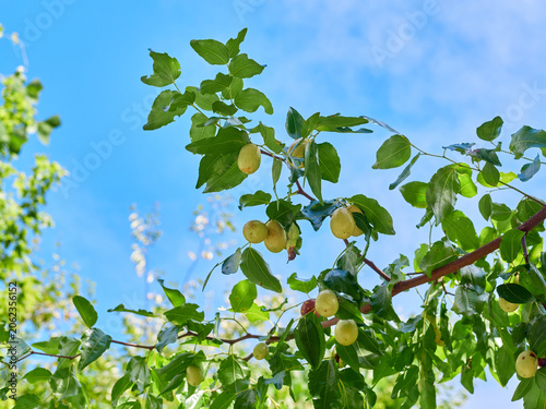 Принти на полотні The jujubes on the tree are ripening