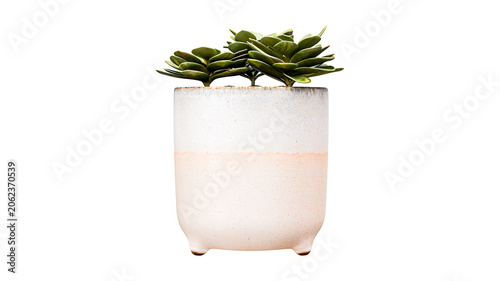 Valokuva Small green leafy plant in two-tone white and pink ceramic pot with feet, against transparent background