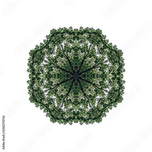 Symmetrical kaleidoscopic pattern formed by green tree leaves and branch structures in a circular arrangement isolated on a transparent background