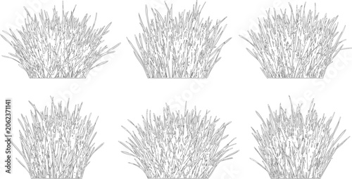 Elevation view and vector set of ornamental grasses showing botanical detail for landscape architecture and site design plans
