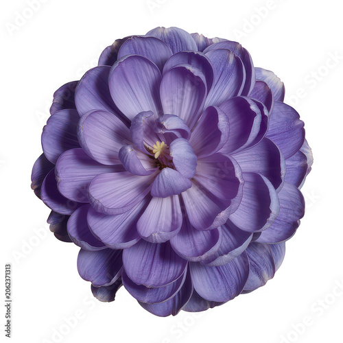 Symmetrical purple dahlia flower with intricate layers of soft rounded violet petals viewed from above isolated on a transparent background