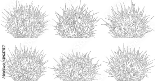 Elevation view and vector set of ornamental grasses ideal for professional landscape architecture and exterior site design plans
