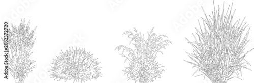Elevation view and vector set of ornamental grasses showing four varied plant species in detailed line art style

