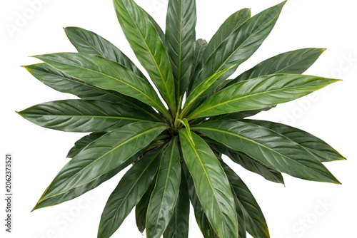 Vibrant green houseplant with long pointed leaves arranged in a dense radial pattern for indoor decor isolated on a transparent background